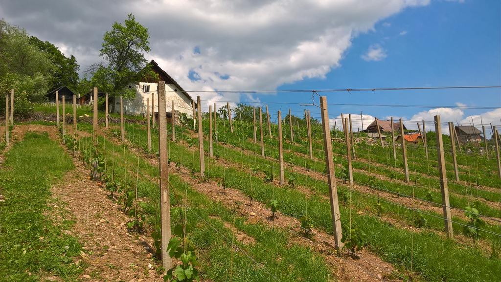 Vineyard Cottage Lustek โนโวเมสโต ภายนอก รูปภาพ